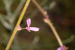 Florida ticktrefoil